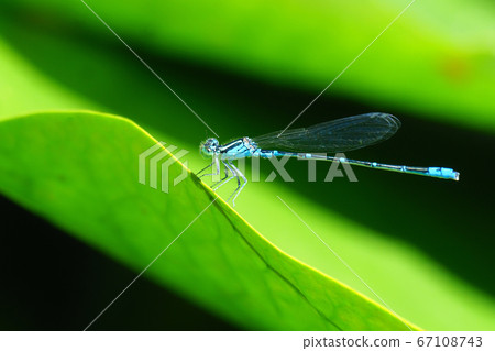 白尾松鼠（雄性） 67108743