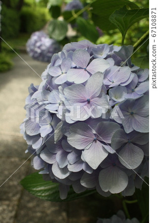 紫色繡球花 紫色繡球花 67108871