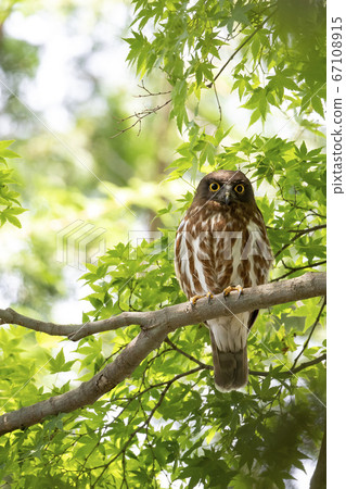 Aobazuku 67108915