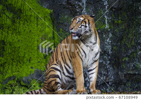 The tiger is sitdown and show tongue in front of 67108949
