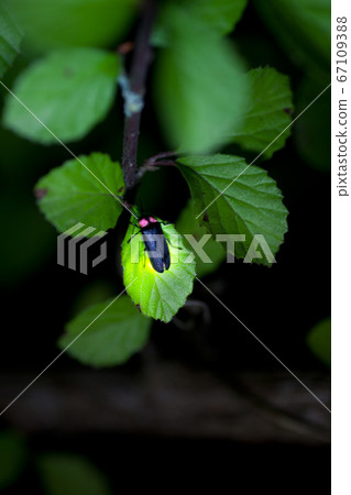 [Summer image] Firefly light 67109388