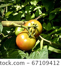 Tomato   67109412