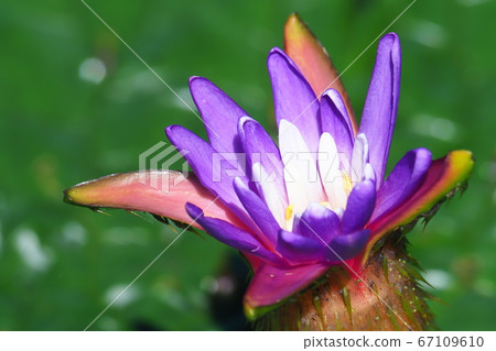 Onibus flowers Onibus flowers 67109610