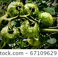 Tomato   67109629