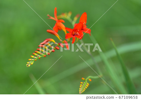 Crocosmia花 Crocosmia花 67109658