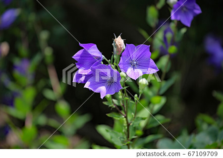 由翻譯提供支持 67109709