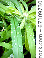 After the rain 67109730