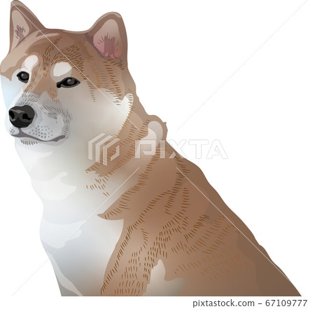 Shiba Inu 67109777