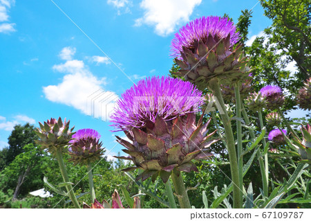 Blue sky and artichoke flowers in early summer Blue sky and artichoke flowers in early summer 67109787
