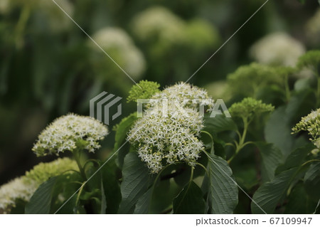 Anemone fish 67109947