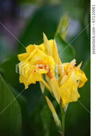 美人蕉花 美人蕉花 67110061