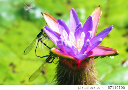 白松鼠花和Aomon豆娘（交配） 67110100