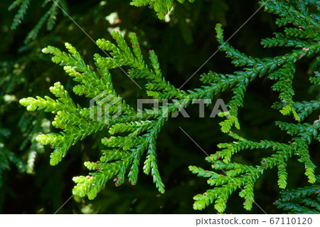 日本美麗的葉葉 日本美麗的葉葉 67110120