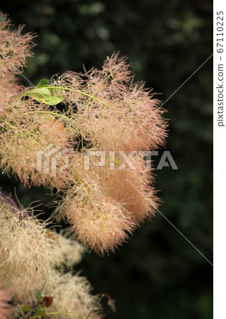 Smoke tree Smoke tree 67110225