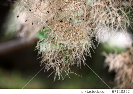 煙樹 煙樹 67110232