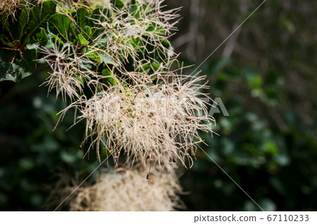 Smoke tree Smoke tree 67110233