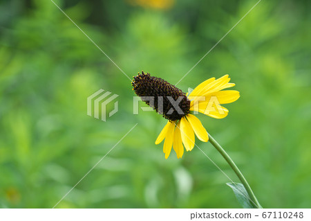 Rudbeckia ancestor "rudbeckia maxima" Rudbeckia ancestor "rudbeckia maxima" 67110248