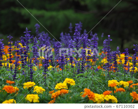 Seaside park flower bed Seaside park flower bed 67110302