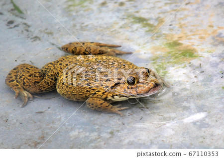 water frog in frog farm 67110353