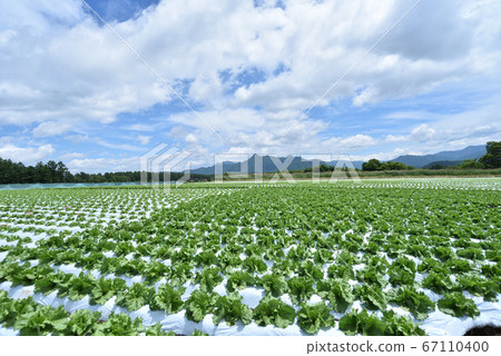 Lettuce field in the plateau 67110400