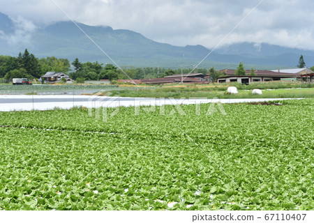 Lettuce field in the plateau 67110407