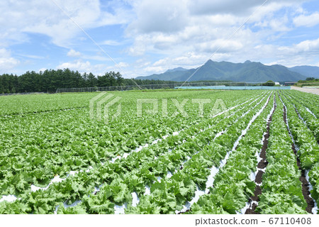 Lettuce field in the plateau 67110408