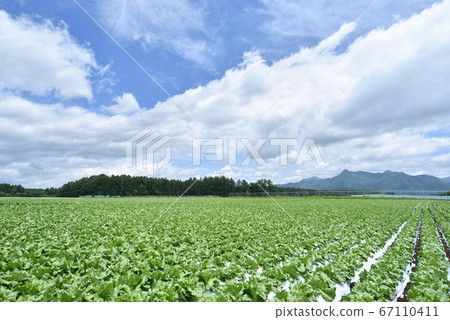 Lettuce field in the plateau 67110411