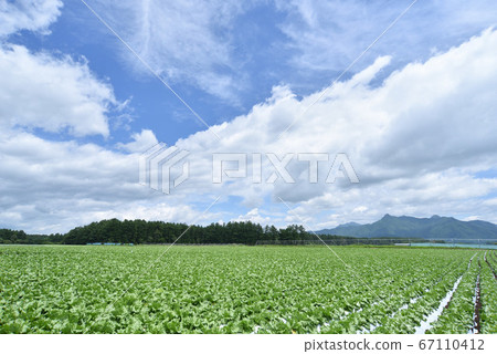 Lettuce field in the plateau 67110412
