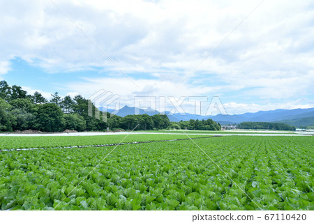 Lettuce field in the plateau 67110420