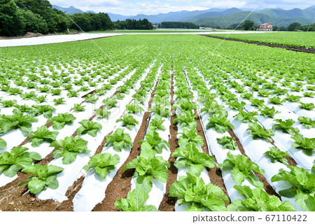 Lettuce field in the plateau 67110422