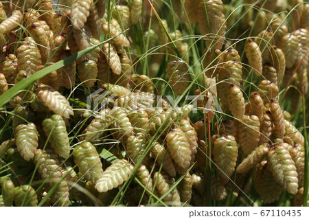 Madder beetle 67110435