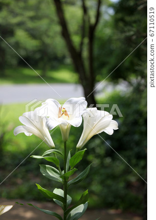 easter lily easter lily 67110519