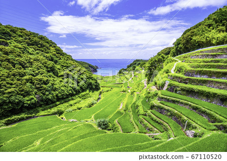 Rice terraces in Hamanoura with beautiful summer greens (Genkai Town, Saga Prefecture) Rice terraces in Hamanoura with beautiful summer greens (Genkai Town, Saga Prefecture) 67110520