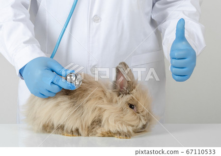Veterinarian doctor examining brown rabbit for 67110533