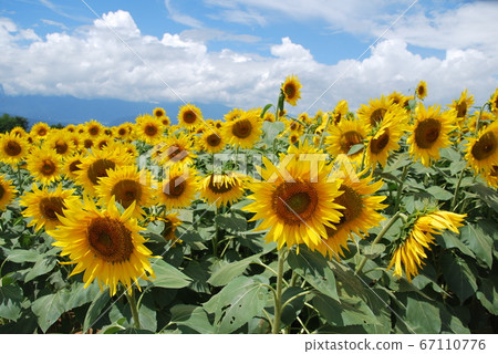 向日葵田 67110776