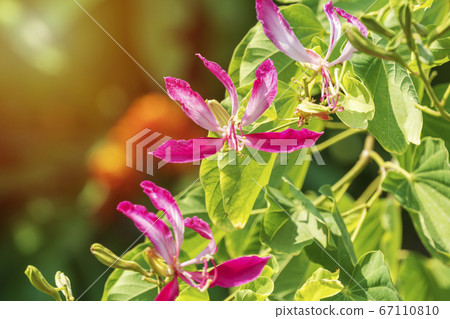Pink Bauhinia flower blooming, Closeup Purple 67110810