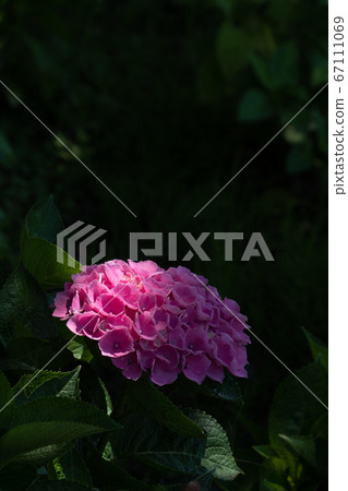 雨季的繡球花，柔和的粉紅色“藍仙” 67111069