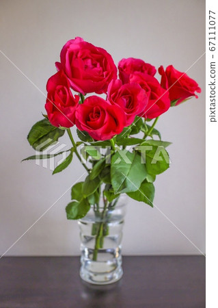 Rose 67111077