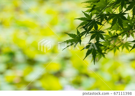 新鮮的綠色楓樹 67111398