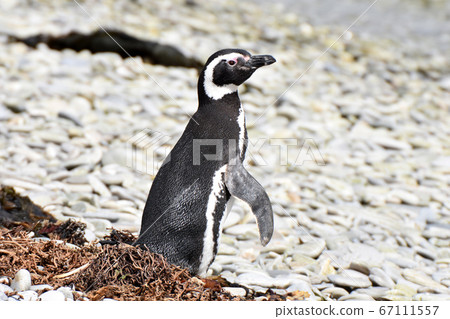Magellan Penguin (East Falkland Island) 67111557