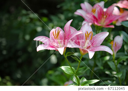 Lily flower Lily flower 67112045