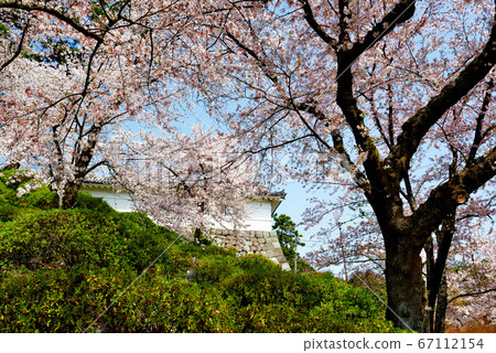 Spring at Odawara Castle Sakura landscape 67112154