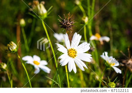 White Cosmos flowers 67112211