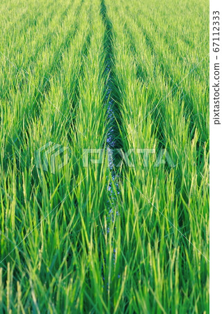Rice field 67112333