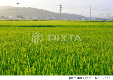 Rice field 67112337