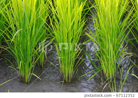 Rice field 67112352