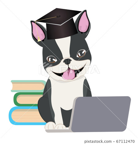 Boston Terrier graduation Boston Terrier graduation 67112470