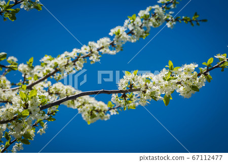 White cherry blossom over blue sky 67112477