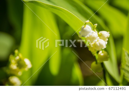 May lily of the valley 67112491