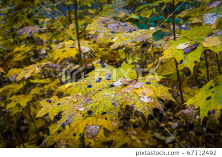 Maple leaves with black spots Maple leaves with black spots 67112492
